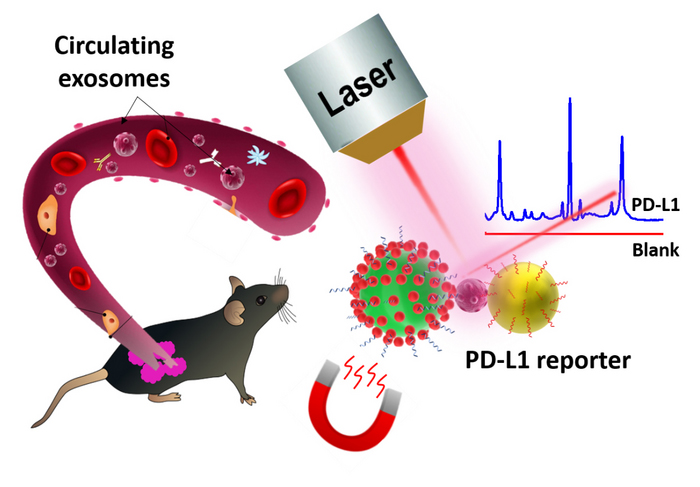 Highly-sensitive SERS Probes Detect The PD-L1 Biomarker | Spectroscopy ...